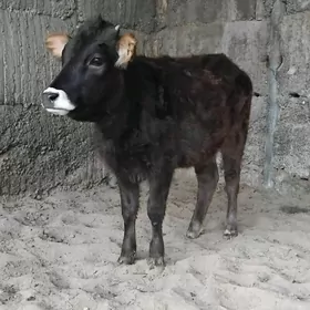 2 SAN ŞİBES  TÜWE