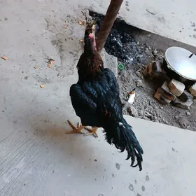 парода хораз