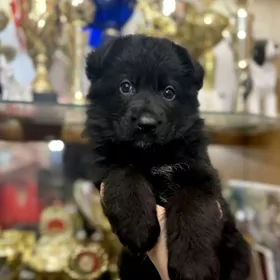 немецкая овчарка