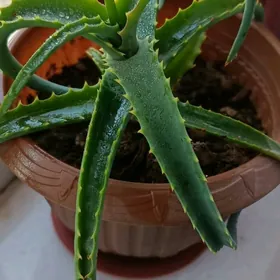 АЛОЕ ЛЕЧЕБНЫЙ