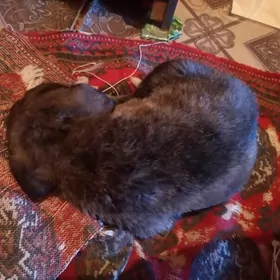 щенок бесплатна малчик