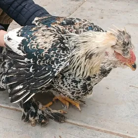 Elin Seredilen Horaz balakly