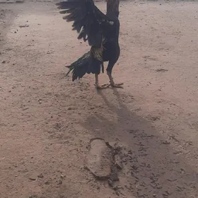 байсовы хоаз