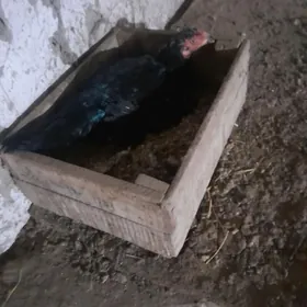 курк парода