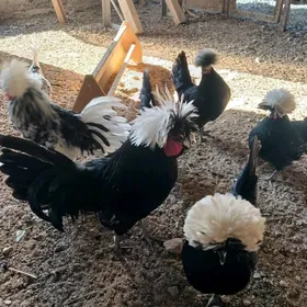 физан тавык