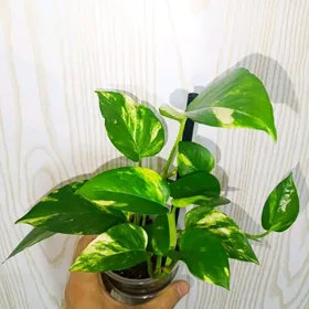 ком. растение