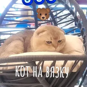 шотландец на спаривание