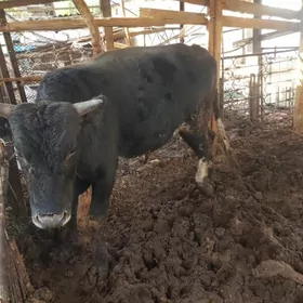 okiz 1.5 yasap gecen