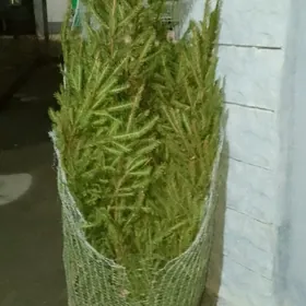 ёлка российские