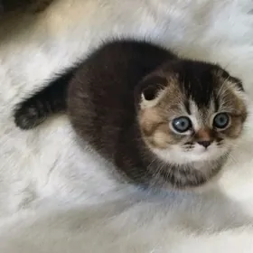 шотландский Котя