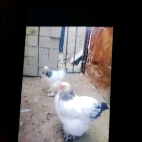 Брама таввук