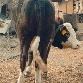 сментал унажин