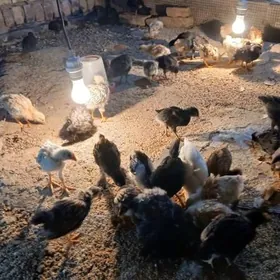 Brama jüýje 1 aýlyk