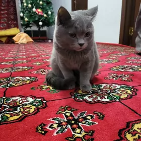 Pişik mugt кошка