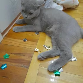 öý haýwany. Pişijek