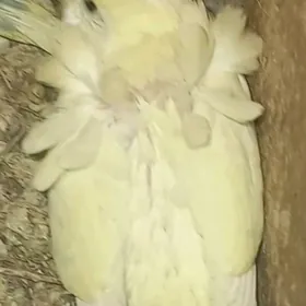 попугаи волнистые ангелы