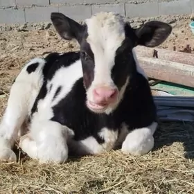 Gibrit Gölely sygyr