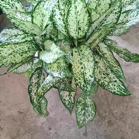 Aglaonema  Daymond