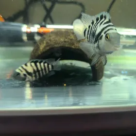 Sapfirowyy popygay para