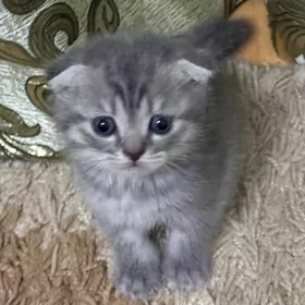 шотландские котята