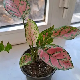 Aglaonema  Pink