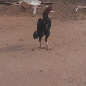 байсовы хораз