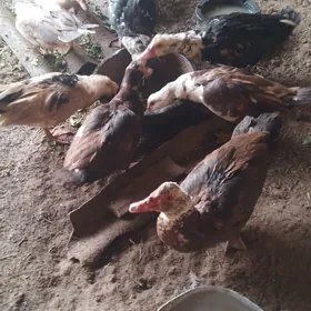 ÖrdeklerSatlyk Ördekle