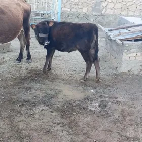 Öý haýwanlaryGöleli sygyr