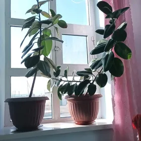фикус / ficus