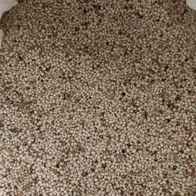 Boý joweniñ danesi