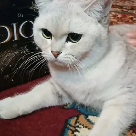 Прямоухая шотландсткая шиншила