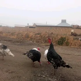 самиз еркак индуклар