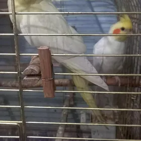 попугаи карэлла