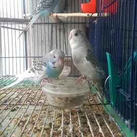 попугаи волнистые чех