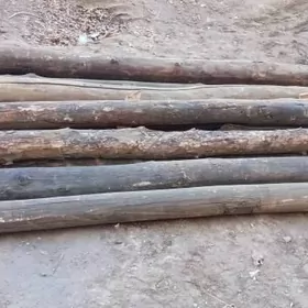 agaç satlya opsi 15 çipta