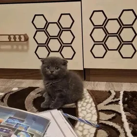 шотландская вислоухая кошка