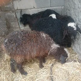 Goyun tokly geçi owlak garakol