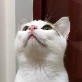 Котёнок 3мес