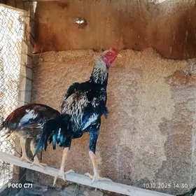 хораз жуже байес