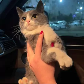 три котенка