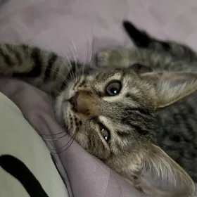 Котенок Pişik