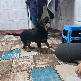 В добрые руки