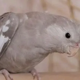 карелла karella