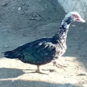 karik kohnik erkek ordek towuk