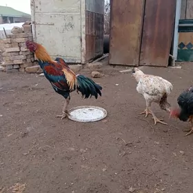 zalatiska horaz soz yok