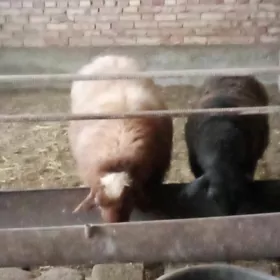 Goýunlar Gissar Bakylan