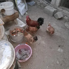 Turkmen arassa tovuk