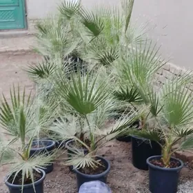 roza guller palma agachroza g