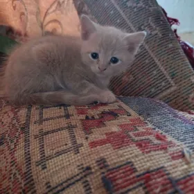 милые породистые котята мальчи