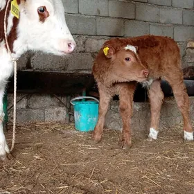 Simental Öküz Tüwe göle